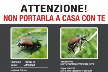 Popillia japonica - Piano d’azione 2026 della Regione Piemonte